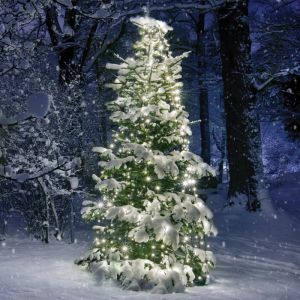 350 LED ΧΤΑΠΟΔΙ ΛΑΜΠ 10 ΣΕΙΡΕΣ x 35 ΛΑΜΠ WW ΑΝΤΑΠΤ (31VDC) IP44 10*350cm ΚΑΙ 3m ΠΡΑΣ ΚΑΛΩΔ