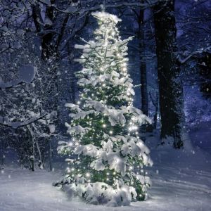 350LED ΧΤΑΠΟΔΙ ΛΑΜΠ 10 ΣΕΙΡΕΣ x 35 ΛΑΜΠ CW ΑΝΤΑΠΤ (31VDC) IP44 10*350cm ΚΑΙ 3m ΠΡΑΣ ΚΑΛΩΔ